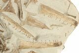 Disarticulated Mosasaur (Tethysaurus) Skeleton - Asfla, Morocco #229614-6